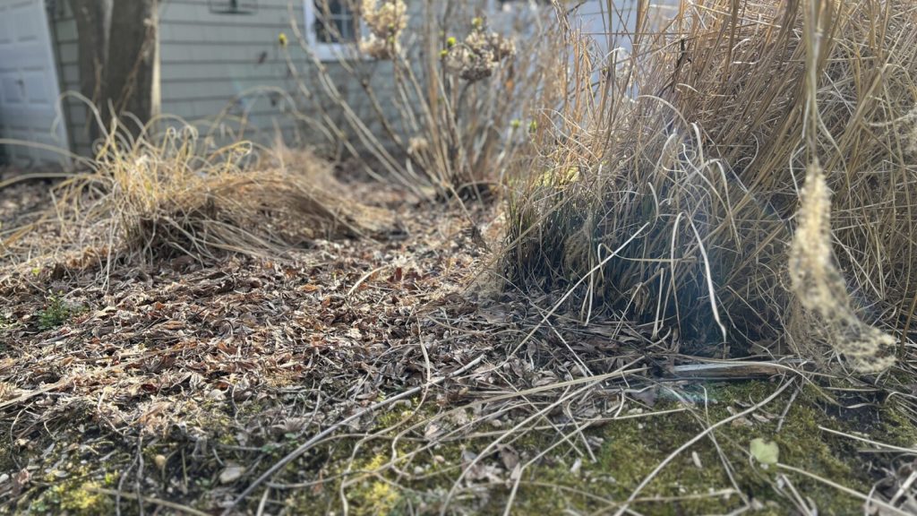 الحديقة تستيقظ مرة أخرى. الأعمال الربيعية التي يجب معالجتها أولاً