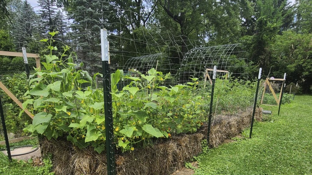 إذا لم تكن تربتك جيدة أو لم تكن لديك أي منها، قم بزراعة نباتات حديقتك في بالات القش