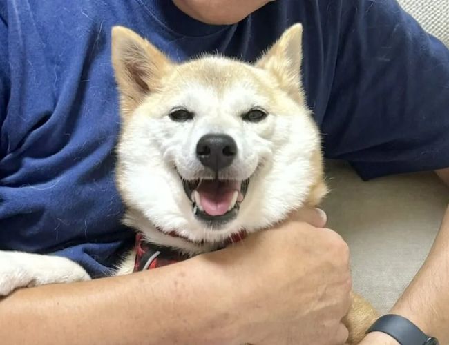 هل اقتربت عملة NEIRO من نهايتها؟ محلل العملات المشفرة يتوقع انهيارها إلى ما دون 0.13 دولار