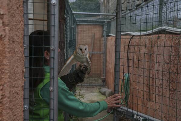 يحمل مدرب الطيور Myrto Mazmanidi بومة الحظيرة على قفاز من الصقور في حديقة Attica Zoological ، بالقرب من أثينا ، في 21 يناير 2025 (AP Photo/Thanassis Stravrakis)