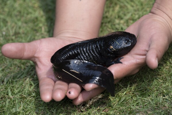 امرأة تحمل axolotl خلال عرض وسائل الإعلام في Xochimilco ، منطقة في مكسيكو سيتي ، الأربعاء ، 16 فبراير 2022 (AP Photo/Marco Ugarte)