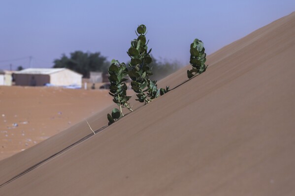 فروع الأشجار تخرج من الرمال في تشينغويت ، موريتانيا في 13 يناير 2025. (AP Photo/Khaled Moulay)