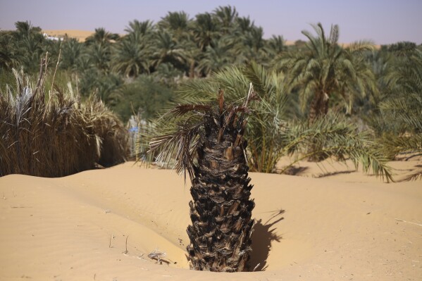 جذع شجرة النخيل الميت يجلس في الرمال في تشينغويت ، موريتانيا في 4 فبراير ، 2025 (AP Photo/Khaled Moulay)