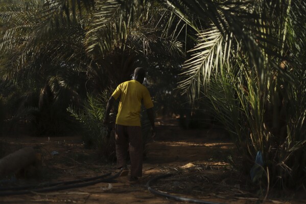 يعمل Farmer Med Mahmoud في مزرعة Palm Tree في Chinguetti ، موريتانيا في 4 فبراير ، 2025. (AP Photo/Khaled Moulay)