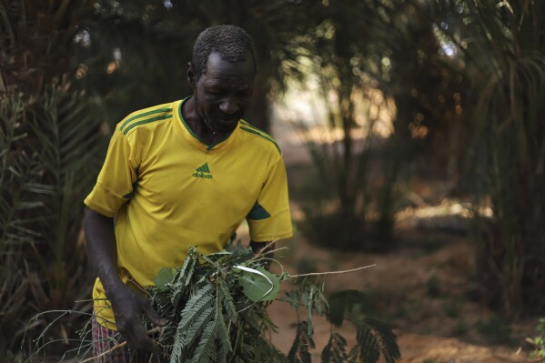 يعمل Farmer Med Mahmoud في مزرعة Palm Tree في Chinguetti ، موريتانيا في 4 فبراير ، 2025. (AP Photo/Khaled Moulay)