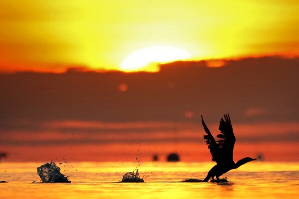 يحصل Cormorant على بداية الركض من المياه الهادئة في Northeast Harbour ، مين ، في Sunrise في 21 أكتوبر 2024. (AP Photo/Robert F. Bukaty ، ملف)