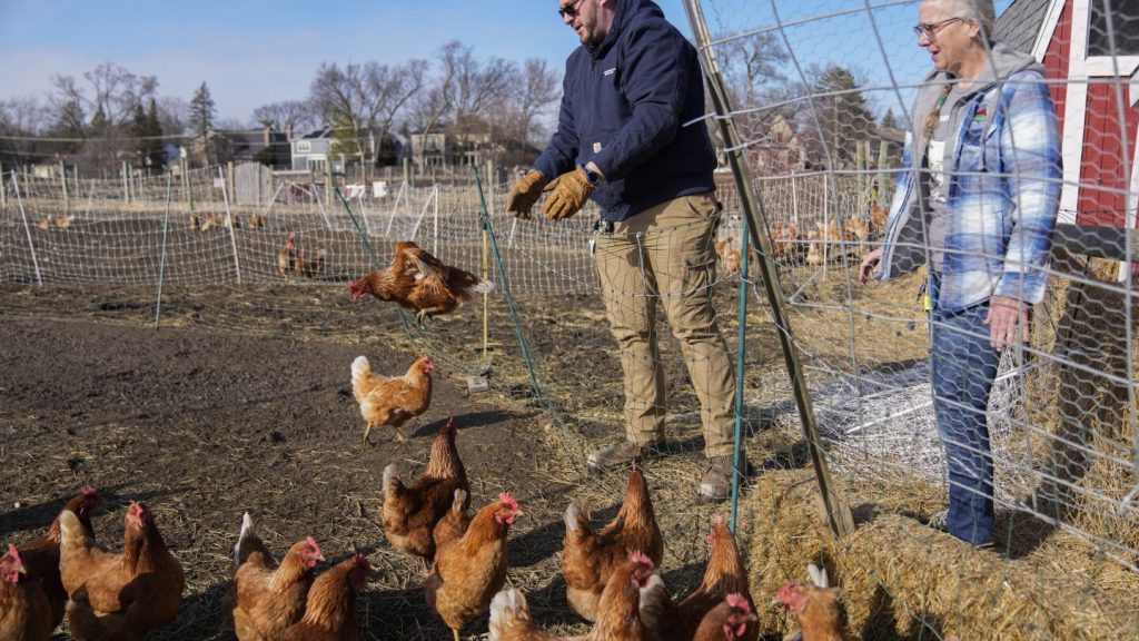 هل يمكن تعليق قانون البيض الخالي من القفص حل مشكلة السعر المرتفع؟ نيفادا تأخذ صدعا في ذلك