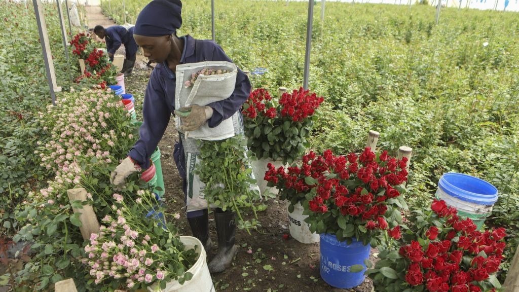 مشاكل شائكة مع ورود عيد الحب: الحشرات الغازية والمبيدات السامة تؤذي صادرات كينيا