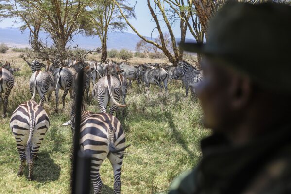 حارس يجلس على سيارة بجوار مجموعة من الحمر الوحشية خلال عدد الحياة البرية السنوية في Lewa Wildlife Conservancy ، شمال كينيا ، الخميس ، 27 فبراير ، 2025 (AP Photo/Andrew Kasuku)