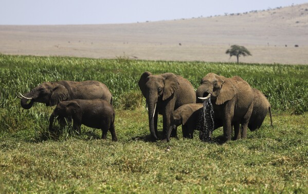 شوهدت الفيلة خلال عدد الحياة البرية السنوية في Lewa Wildlife Conservancy ، شمال كينيا ، الخميس ، 27 فبراير 2025. (AP Photo/Andrew Kasuku)