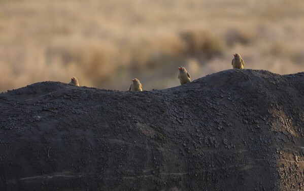 بيرد أوكسبيكر ريدبيليشن على وحيد القرن خلال عدد الحياة البرية السنوية في Lewa Wildlife Conservancy ، شمال كينيا ، الخميس ، 27 فبراير ، 2025 (AP Photo/Andrew Kasuku)