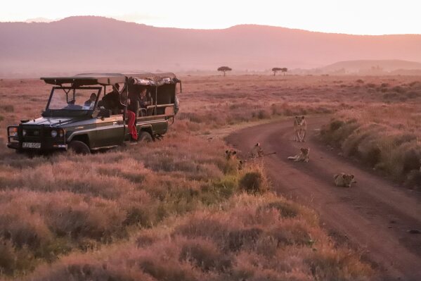 تُرى أسد وشبلها بجوار سيارة سياحية خلال فترة الحياة البرية السنوية في Lewa Wildlife Conservancy ، شمال كينيا ، الخميس ، 27 فبراير 2025 (AP Photo/Andrew Kasuku)