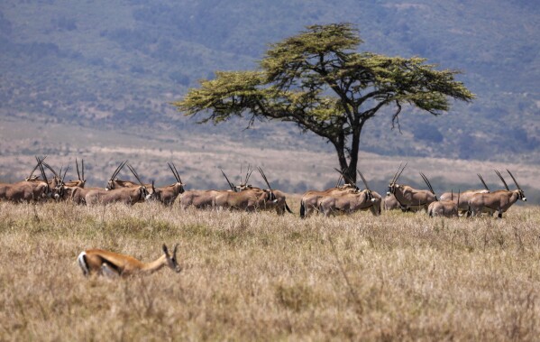 تتجاوز غزال مجموعة من Beisa Oryx خلال عدد الحياة البرية السنوية في Lewa Wildlife Conservancy ، شمال كينيا ، الخميس ، 27 فبراير 2025 (AP Photo/Andrew Kasuku)