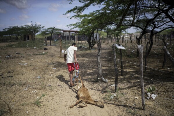 طفل من السكان الأصليين في Wayuu يسحب عنزة ميتة في مجتمع Uyatpana على مشارف Maicao ، كولومبيا ، الأربعاء 5 فبراير 2025 (AP Photo/Ivan Valencia)