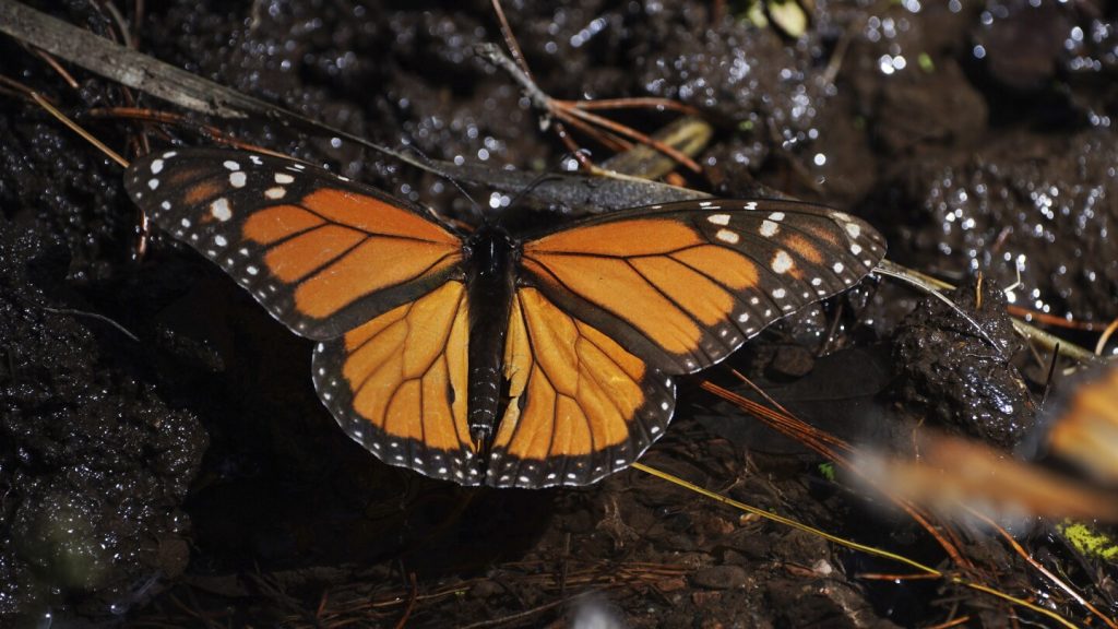 عون الفراشات الشتاء في المكسيك انتعاش هذا العام