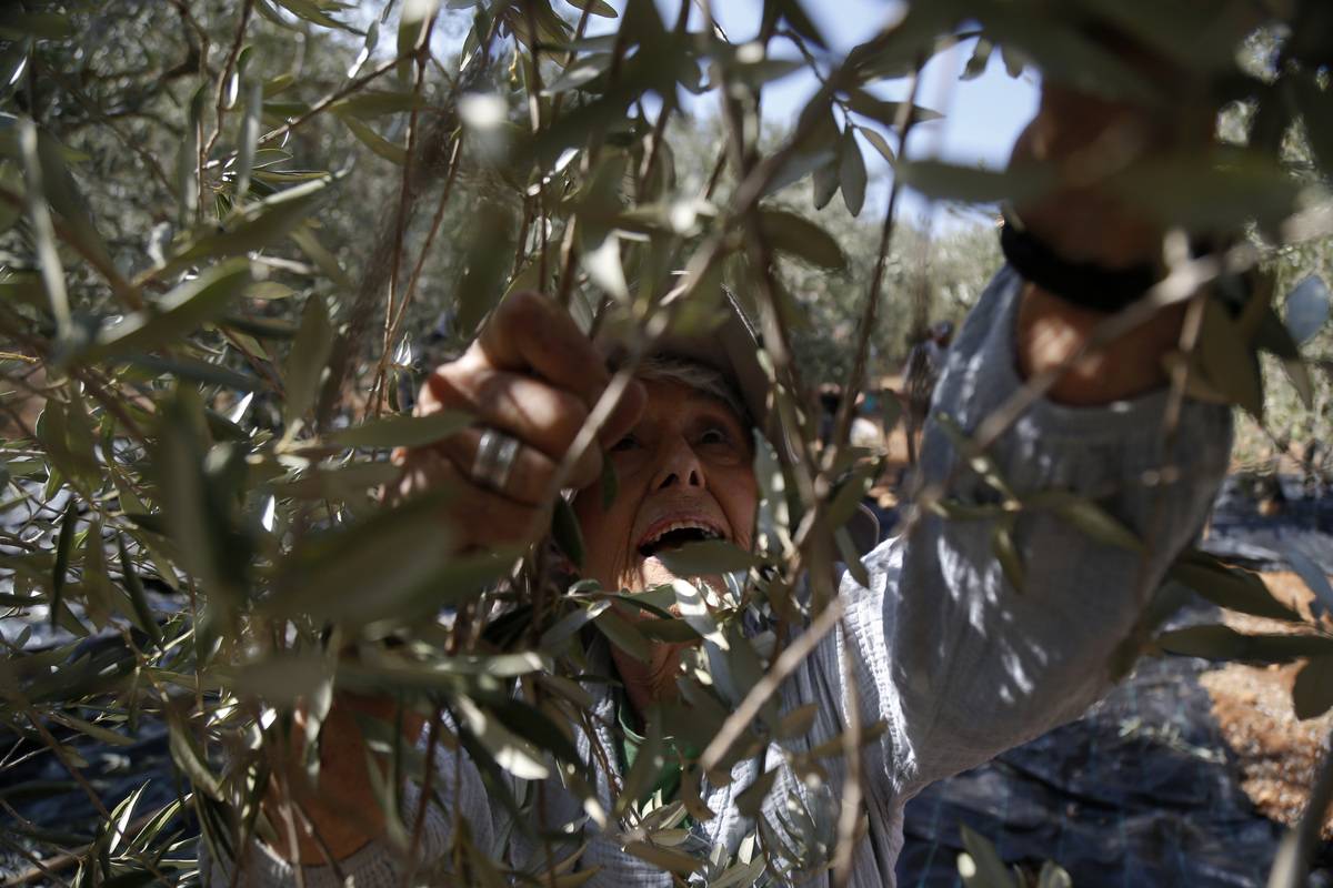 تتجمع مجموعة من الفلسطينيين والناشطين الأجانب والإسرائيليين للمشاركة في حدث لالتقاط الزيتون على الأرض في بلدة باتير ، التي تتعرض لتهديد المصادرة من قبل إسرائيل في بيت لحم ، الضفة الغربية في 08 نوفمبر 2024.