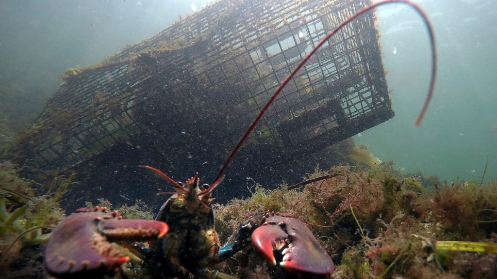 تنخفض أعداد جراد البحر قبالة نيو إنجلاند، مما دفع المنظمين إلى إعلان الصيد الجائر