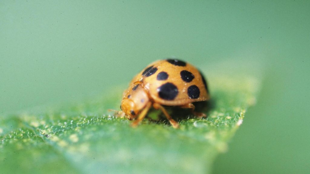 من بذور الطيور الضالة إلى حوادث النعناع، يمكن أن تكون البستنة مخيفة مثل أي ليلة عيد الهالوين