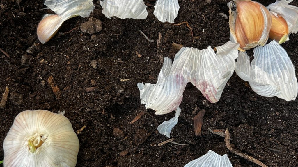 إن القيام بهذه الأعمال الروتينية في حديقة الخريف سيجعل فصل الربيع أسهل