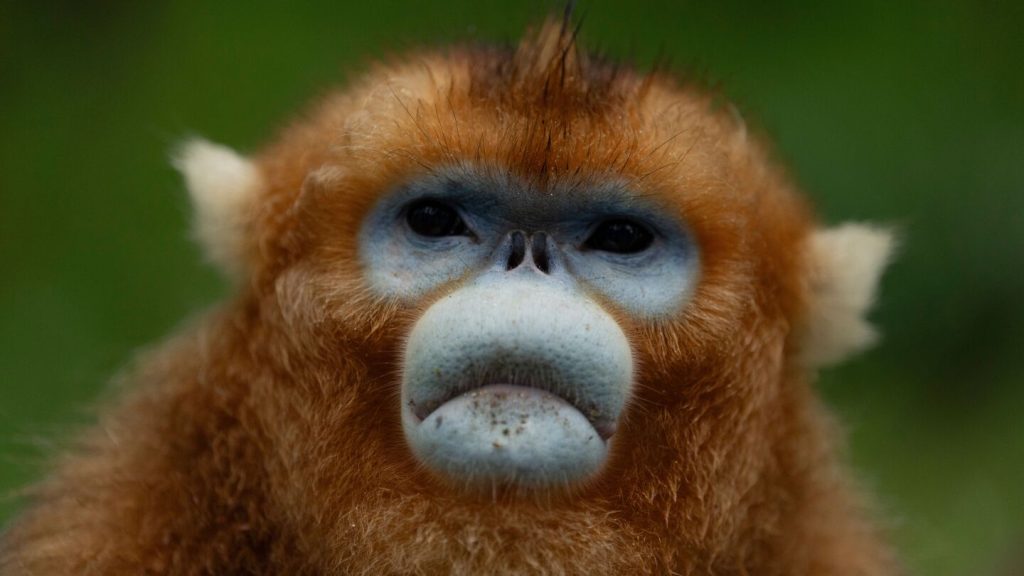 ظهور القرود الذهبية النادرة في الصين لأول مرة في حدائق الحيوان الأوروبية، وهو خليفة محتمل لـ “دبلوماسية الباندا”