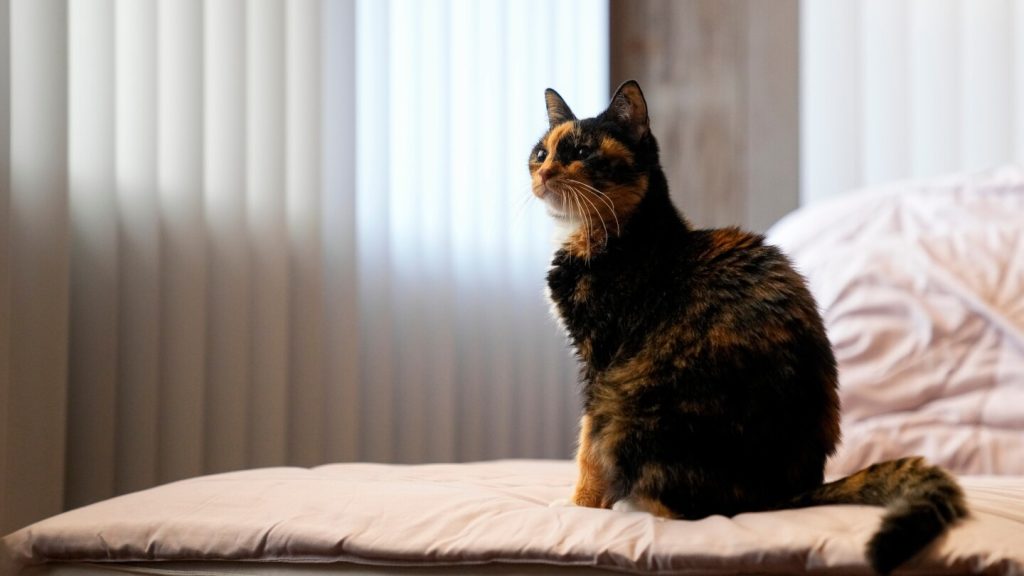 تساهم الحيوانات الأليفة في غازات الدفيئة مثلنا. وإليك كيفية تقليل البصمة الكربونية الخاصة بهم