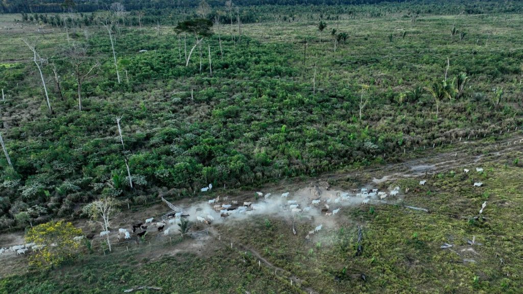 الإنتربول يعلن عن معركة عالمية جديدة ضد إزالة الغابات بشكل غير قانوني