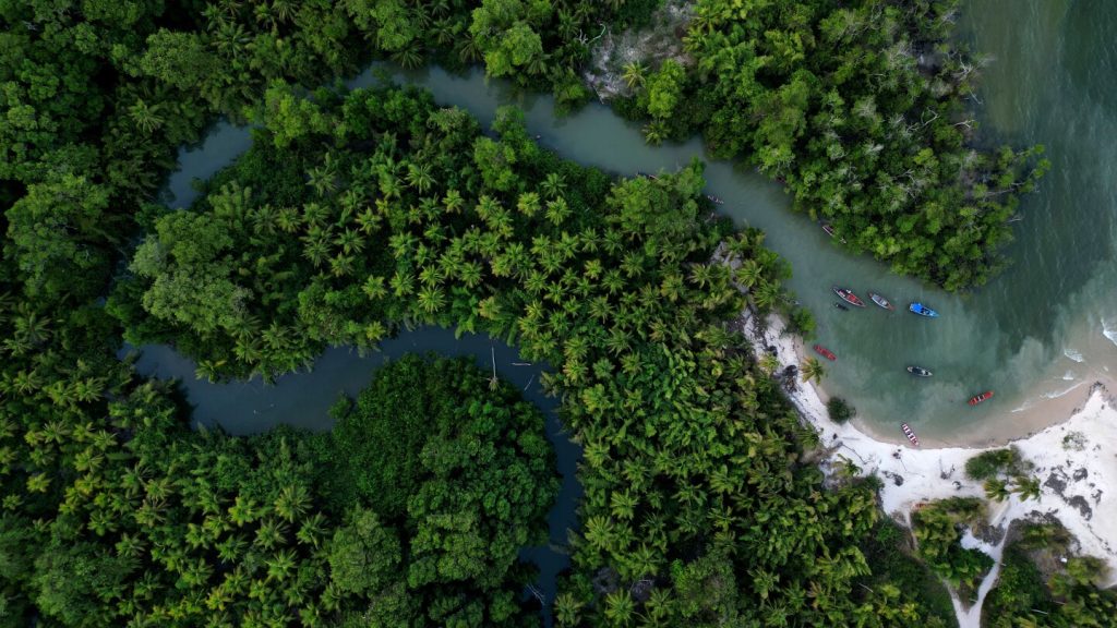 البرازيل ترصد مليارات الدولارات لصندوقها الطموح للغابات المطيرة في قمة الأمم المتحدة للمناخ