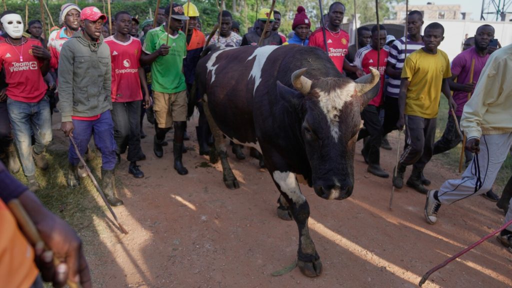 تظهر الصور مصارعة الثيران في كينيا، حيث تجتذب رياضة قديمة رهانات العصر الحديث
